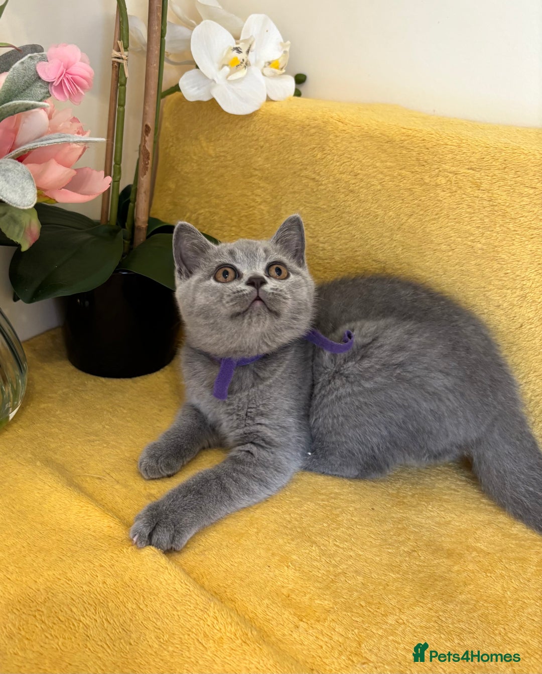 British Shorthair cats for sale: Top quality GCCF kittens  - Image 17