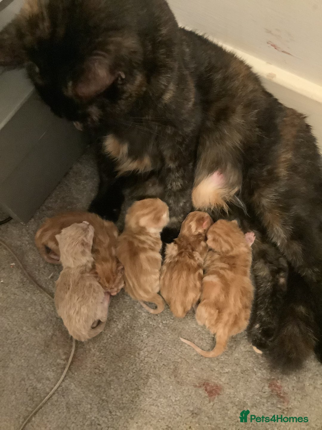 British Shorthair cats for sale: Last 3 ginger kittens  - Advert 7