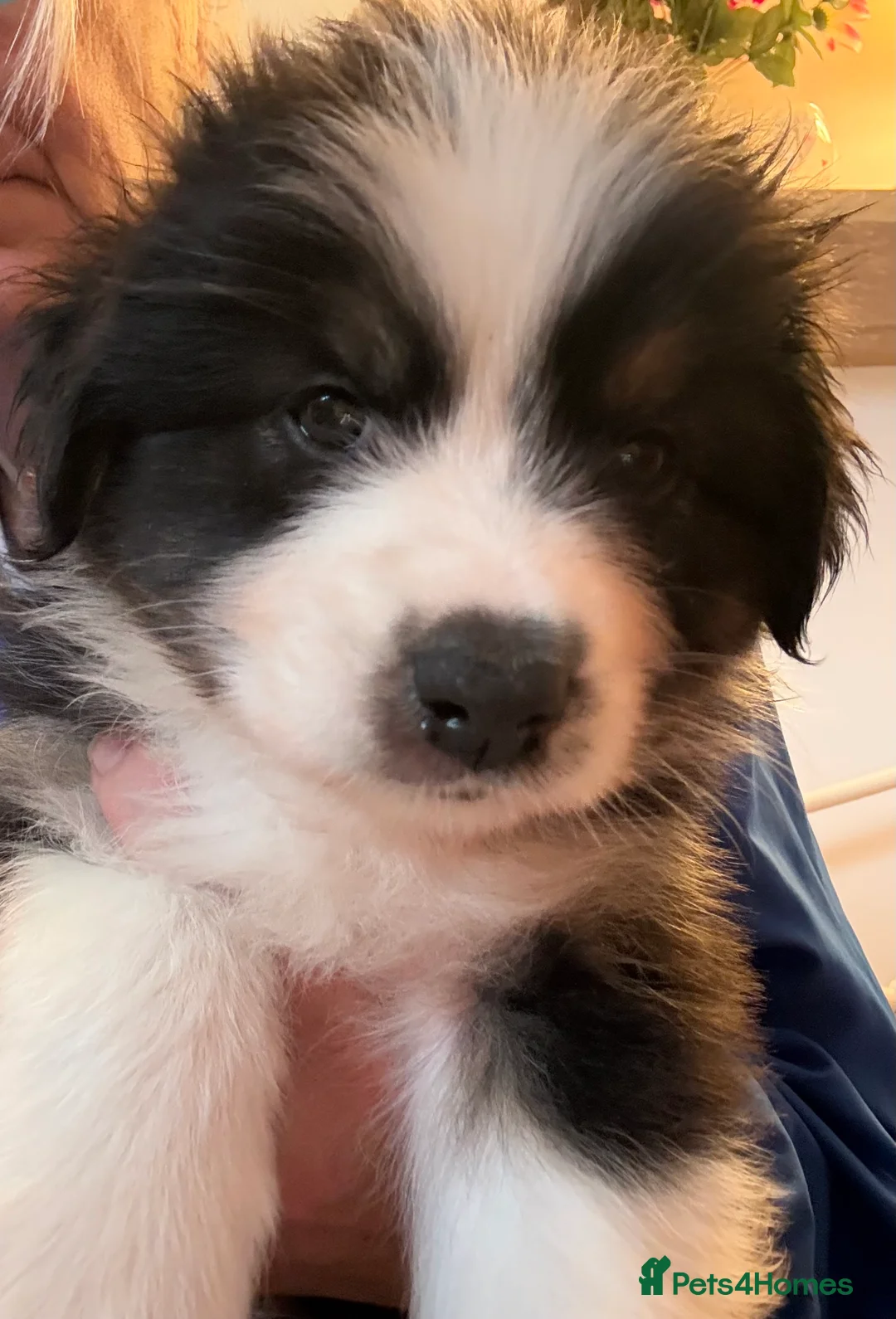 Australian Shepherd dogs for sale: Gorgeous male puppy - Advert 4