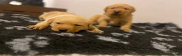 Labrador Retriever dogs for sale: KC registered Labrador puppies in Bradford - Advert 7