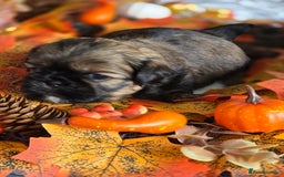 Shih Tzu dogs for sale: Shih tzu puppies - Image 7