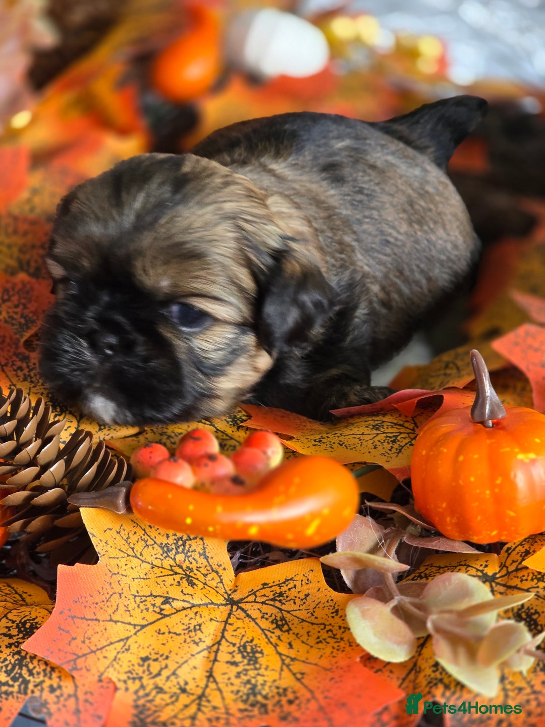 Shih Tzu dogs for sale: Shih tzu puppies - Image 7