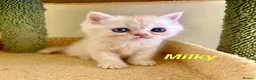 Exotic cats for sale: Beautiful Persian Exotic Kittens - Advert 16