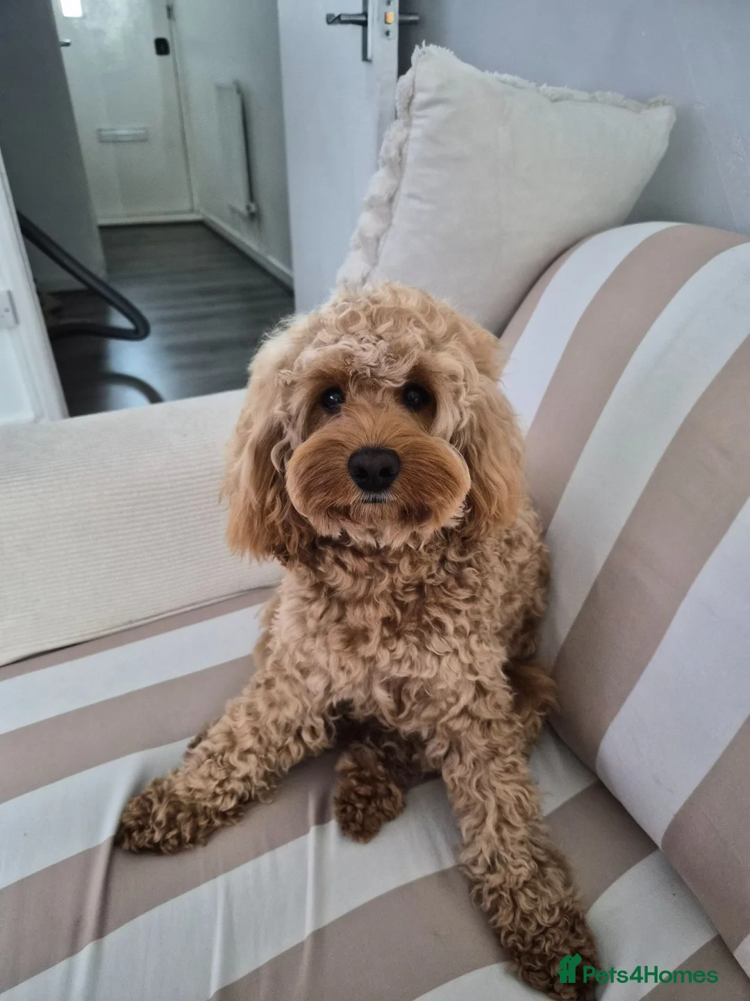 Cockapoo dogs for stud: Handsome Cockapoo for Stud - Advert 3