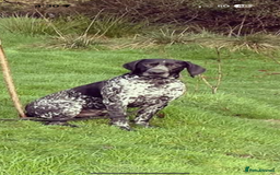 German Shorthaired Pointer dogs for sale: German Shorthaired Pointer Puppies - Image 15