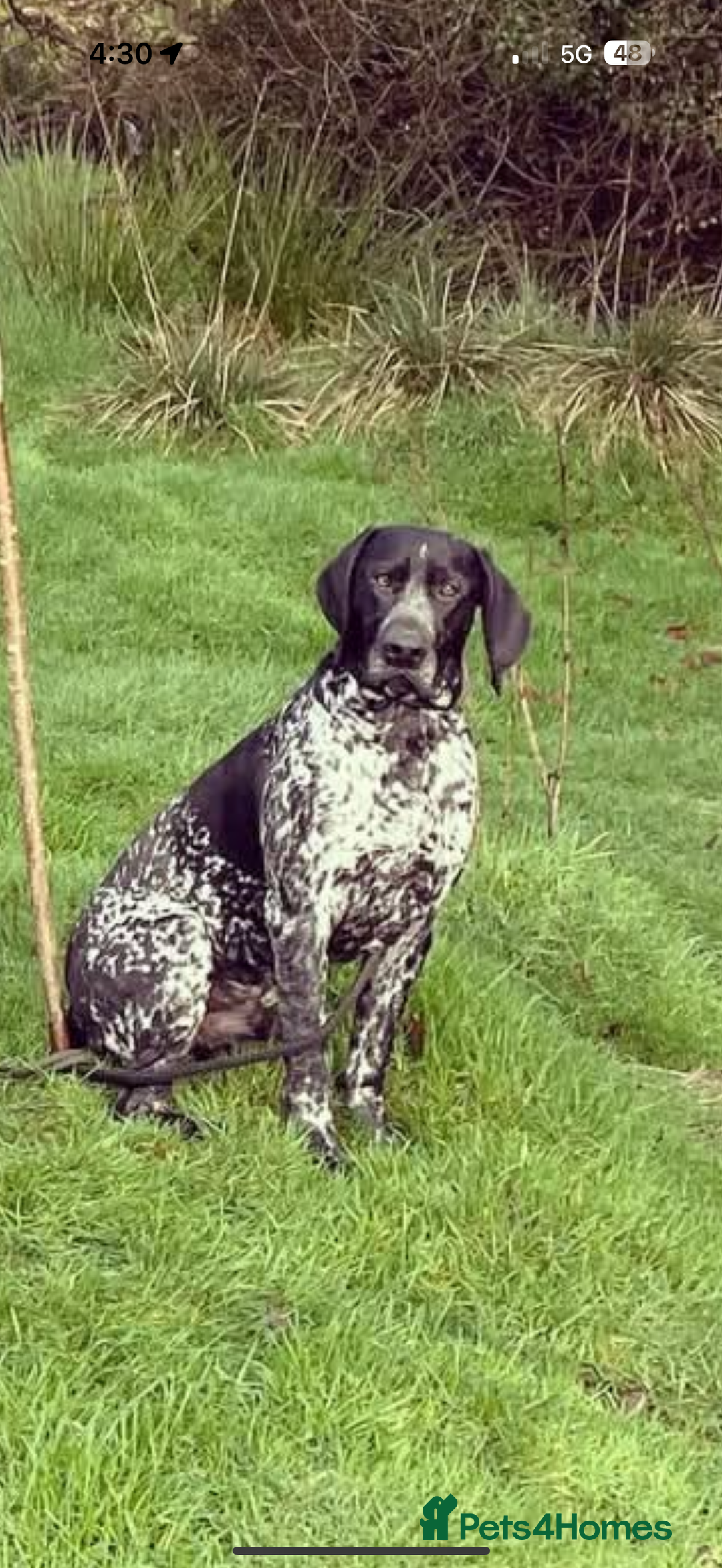 German Shorthaired Pointer dogs for sale: German Shorthaired Pointer Puppies - Image 15