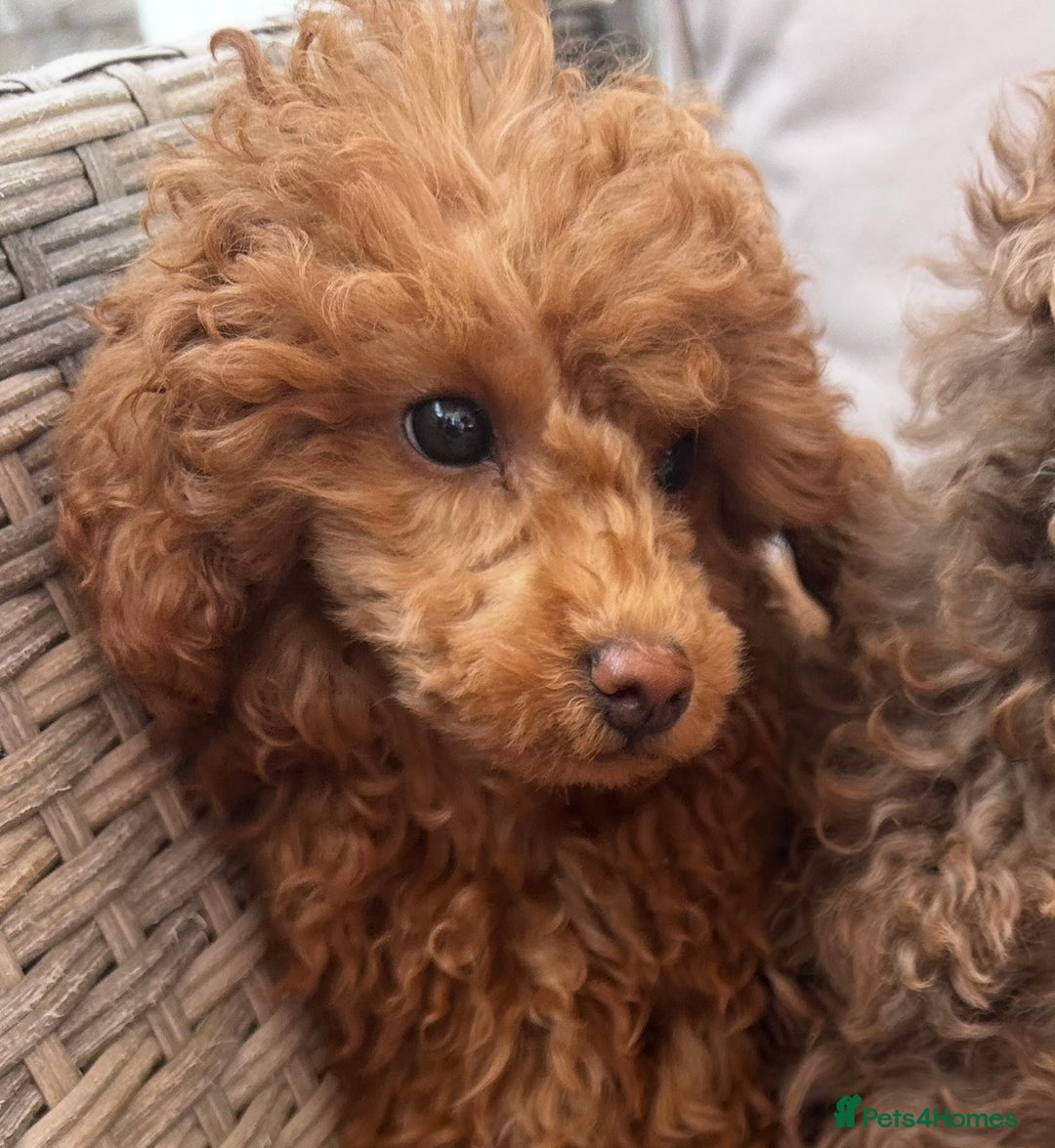 Toy Poodle dogs for sale: Teddi female 6’m old tiny Kc toy poodle  in Chichester - Image 7