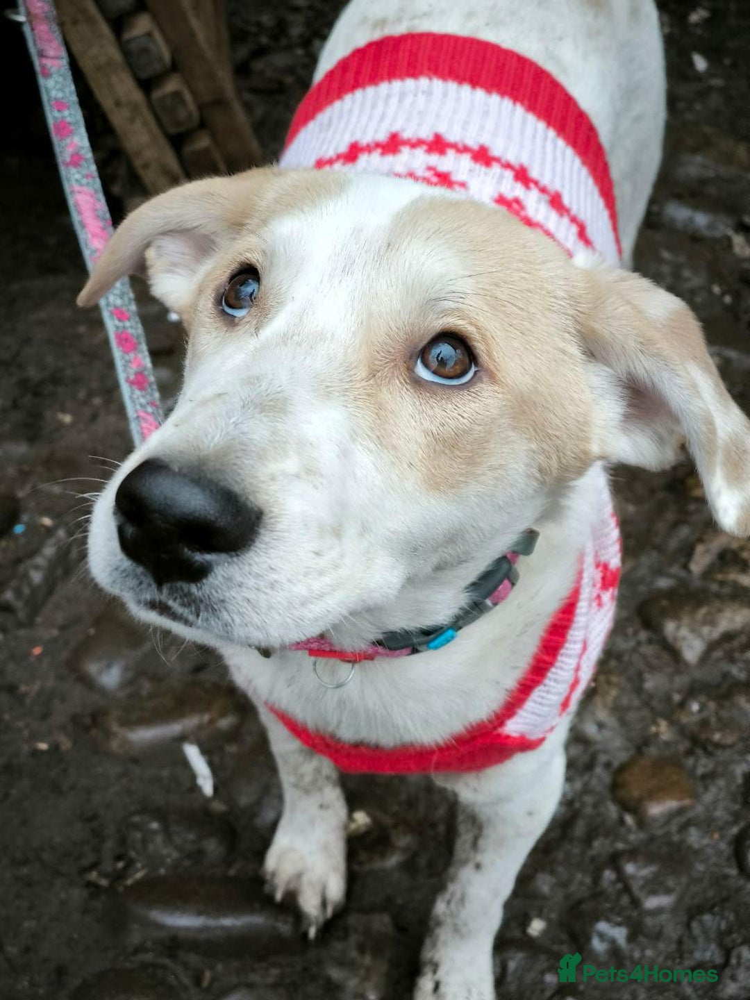 Mixed Breed dogs for adoption: 💙🐶 LEO 🐶💙 - Advert 15