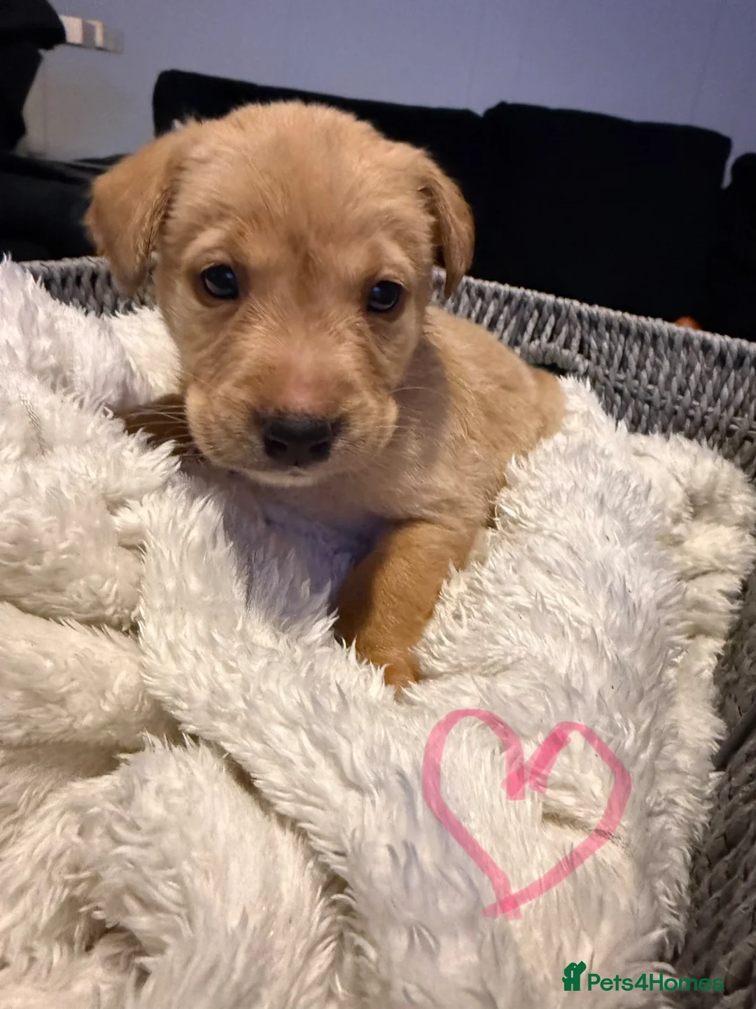 Labrador Retriever dogs for sale: Kc reg Labrador pups  - Advert 2