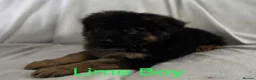 German Shepherd dogs for sale: Gorgeous German Shepherd Puppies For Sale - Advert 21