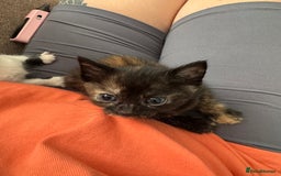 Domestic Shorthair cats for sale: 4 kittens  - Image 3