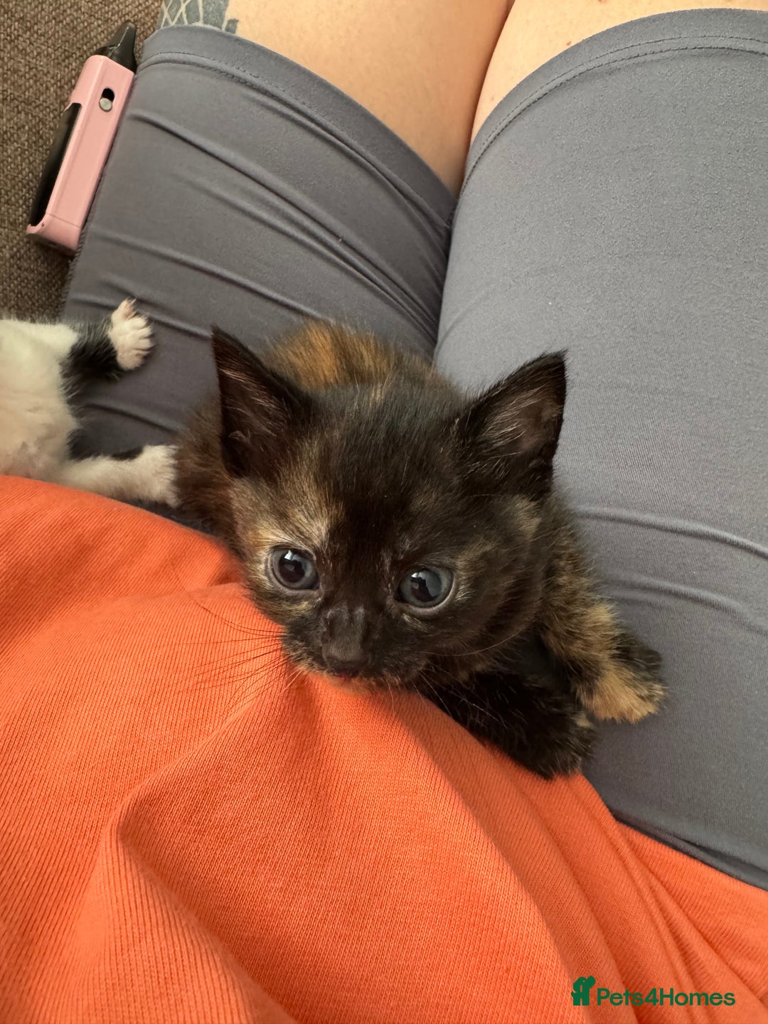 Domestic Shorthair cats for sale: 4 kittens  - Image 3
