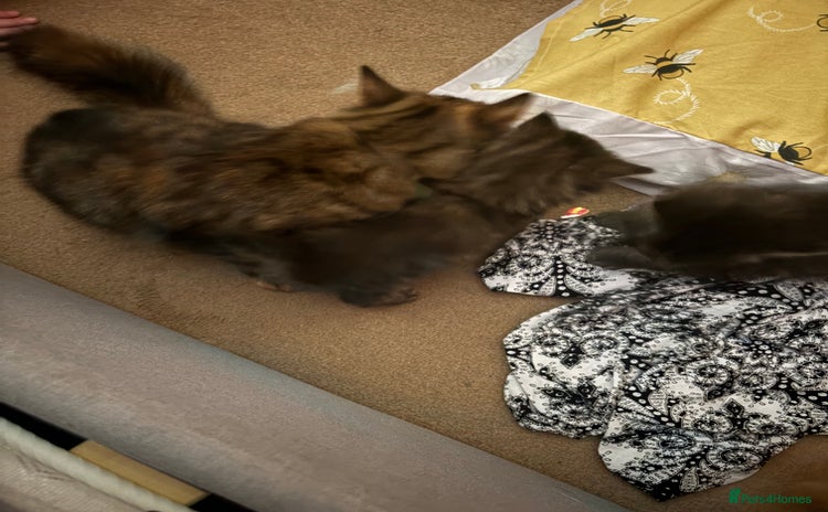 British Longhair cats - Advert 1