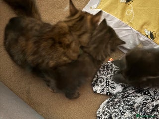 British Longhair cats - Advert 22