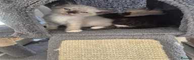Oscar