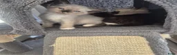 Snowshoe cats for sale: Beautiful snowshoe mixed Norwegian forest  - Advert 18