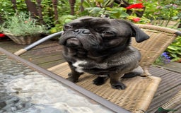Pug dogs for stud: Jack and Victor -Glaswegian pug brothers for stud - Image 14