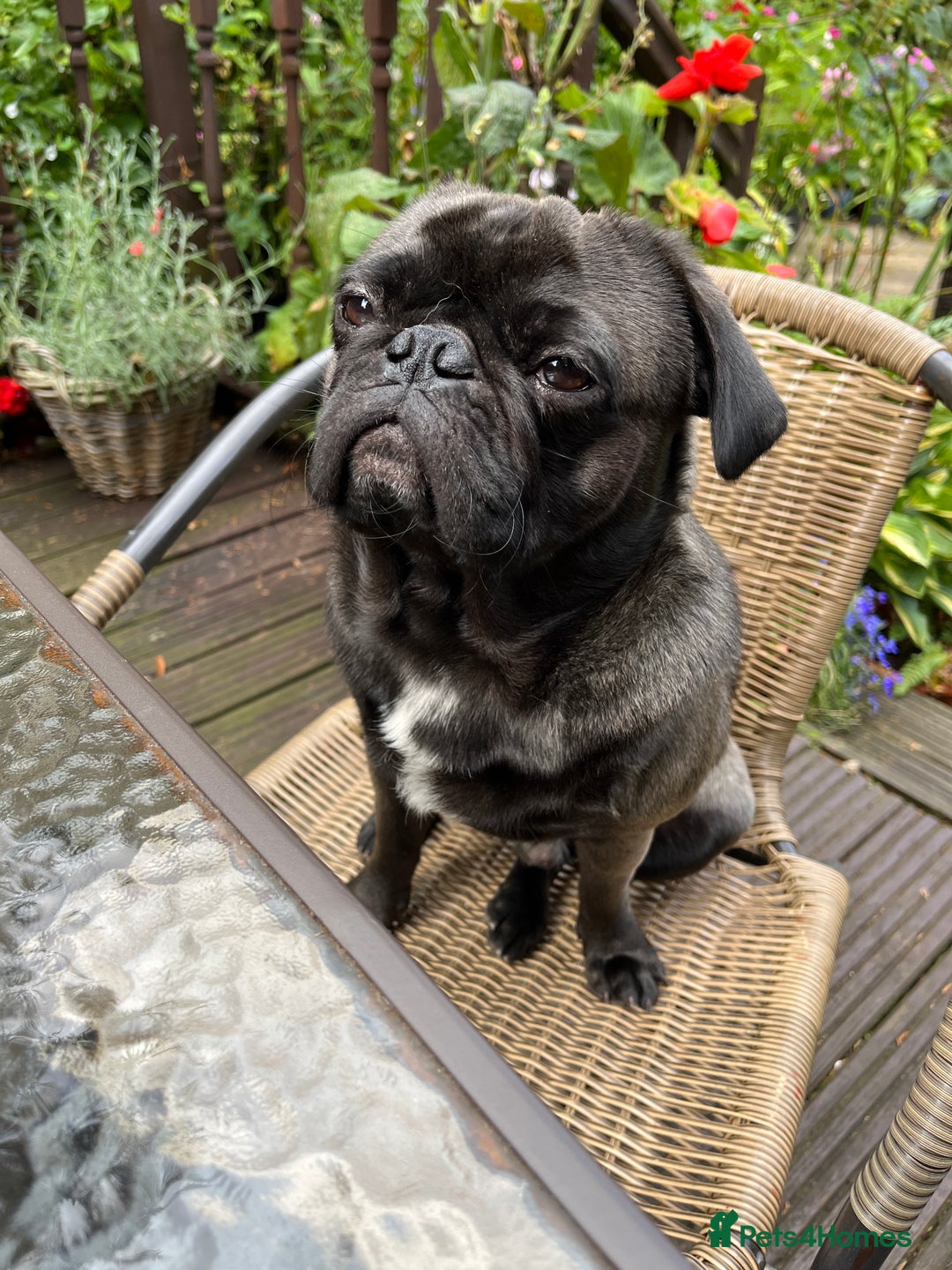 Pug dogs for stud: Jack and Victor -Glaswegian pug brothers for stud - Image 14