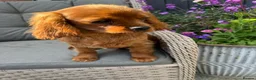 Cavalier King Charles Spaniel dogs for sale: Cavalier King Charles spaniel kc registered  in Stoke-on-Trent - Advert 6