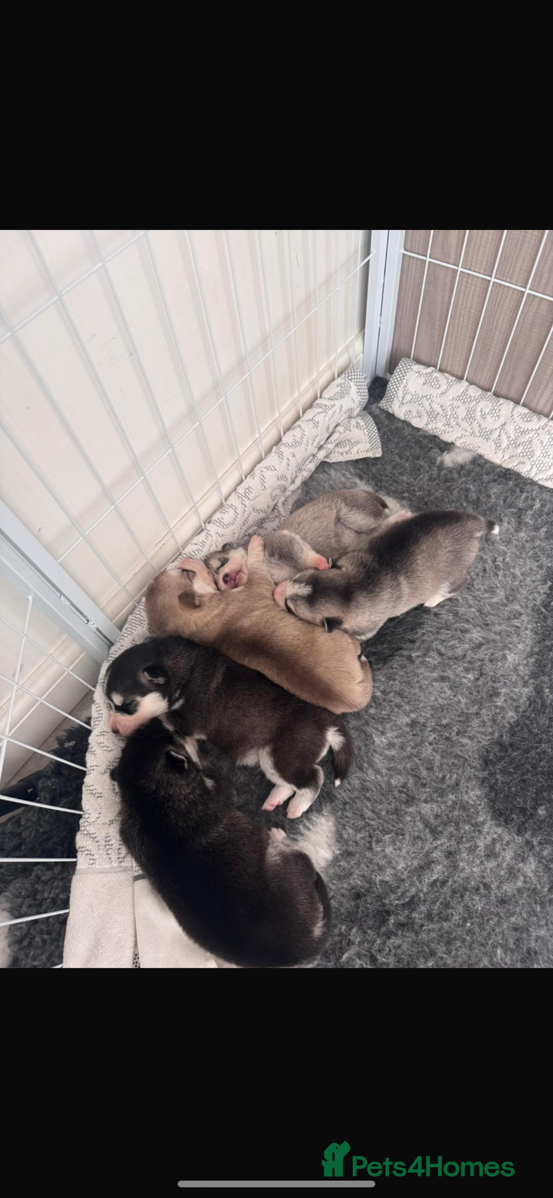Pomsky dogs for stud: STORM🐾🐺 Champion F2 pomsky for stud  - Image 17