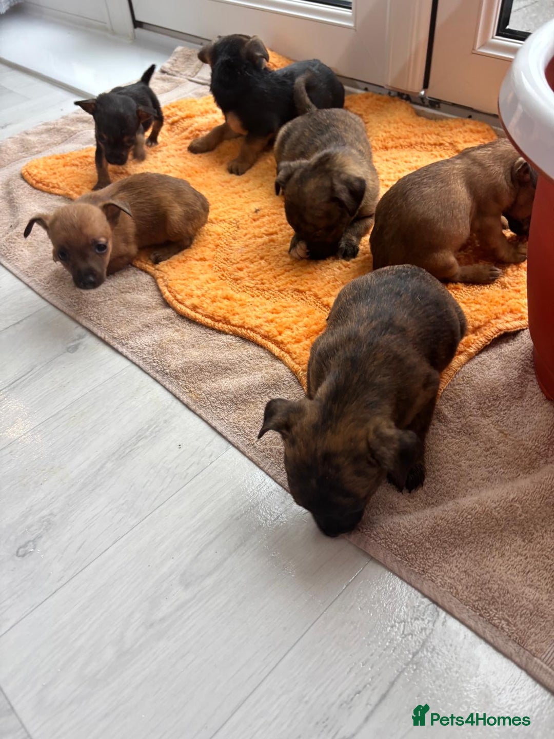 Jack Russell dogs for sale: Beautiful jack russells - Advert 5