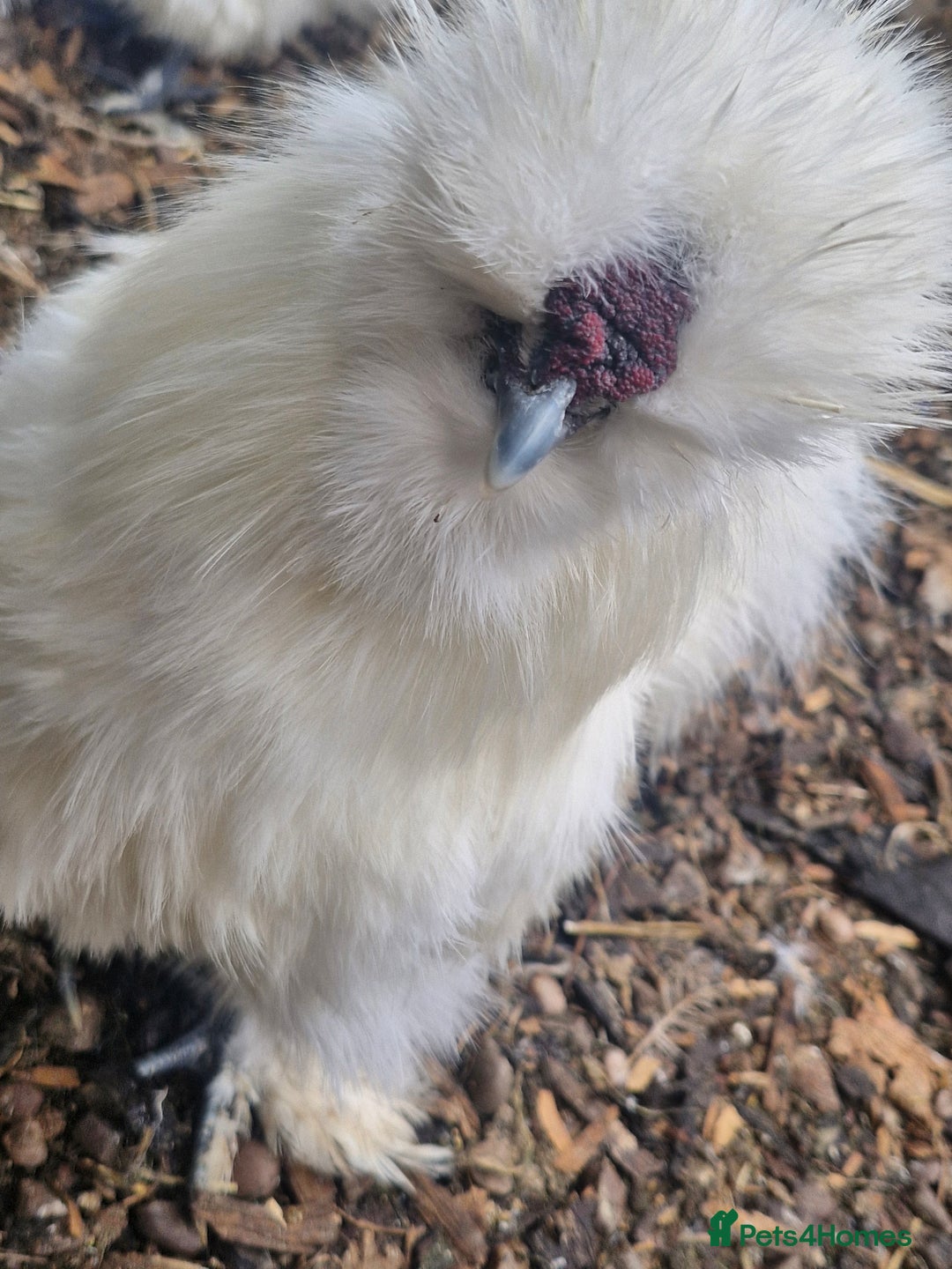 Chickens poultry for sale: 3 x silkies  - Image 2