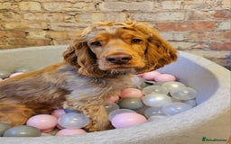 Cocker Spaniel dogs for sale: 8 month old show cocker - Image 1
