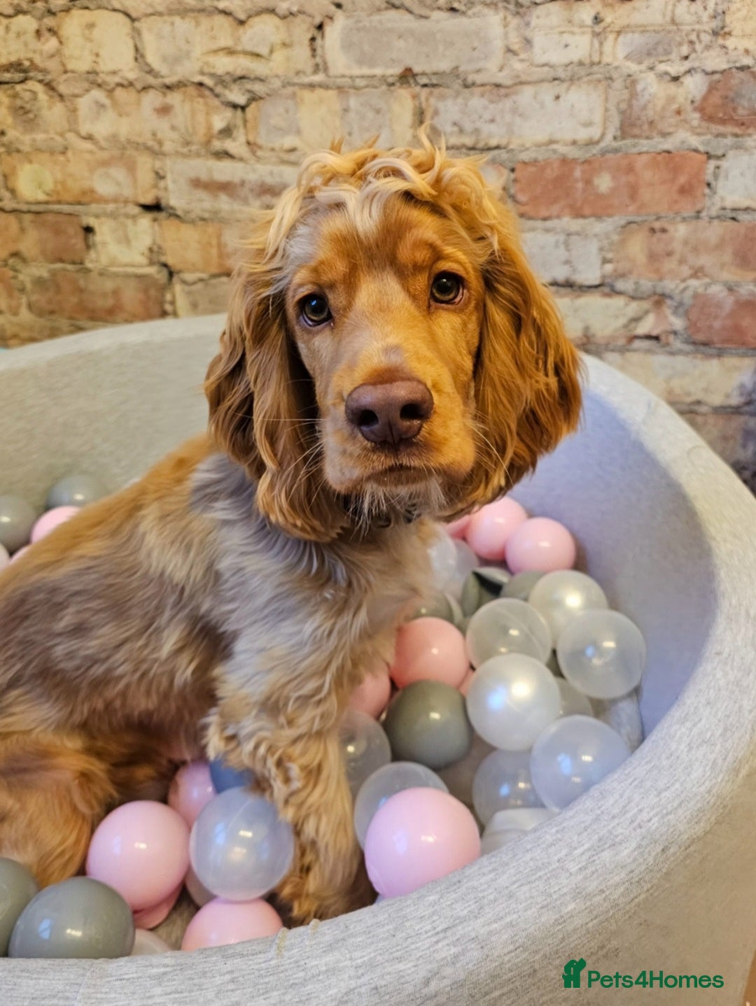 Cocker Spaniel dogs for sale: 8 month old show cocker - Image 1