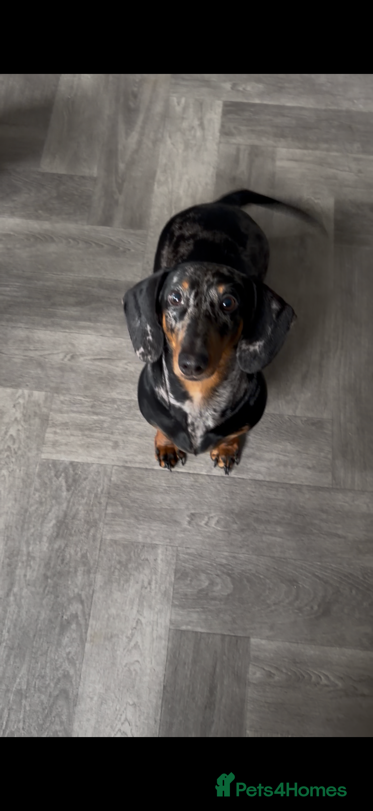 Dachshund dogs Silver dapple daschaund girl 1 year old  - Advert 13