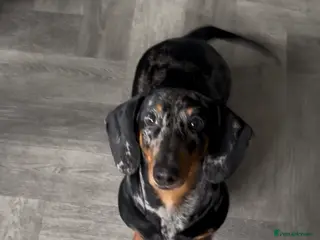 Dachshund dogs Silver dapple daschaund girl 1 year old - Advert 13