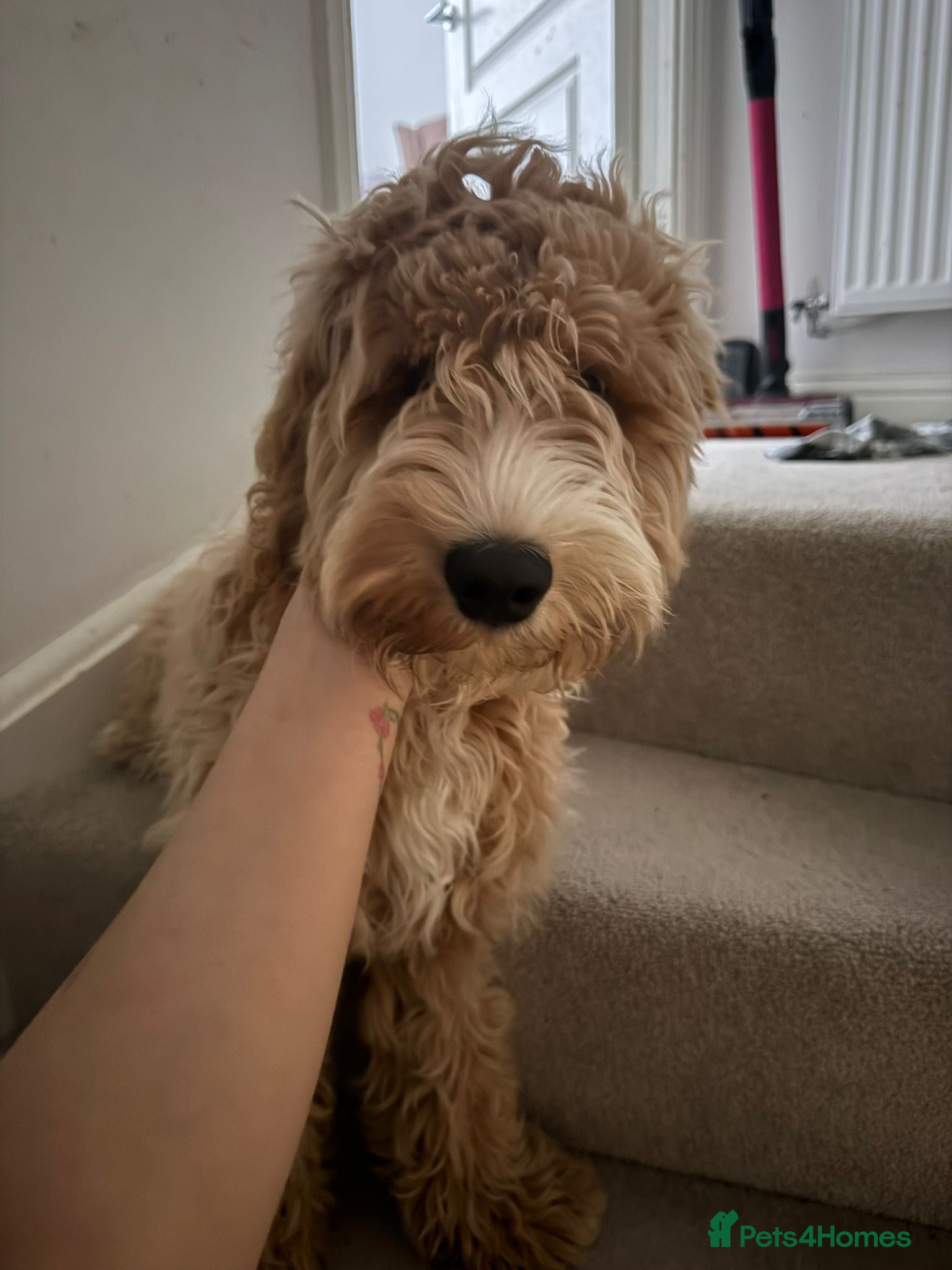 Cockapoo dogs 5 month old cockapoo  - Advert 1