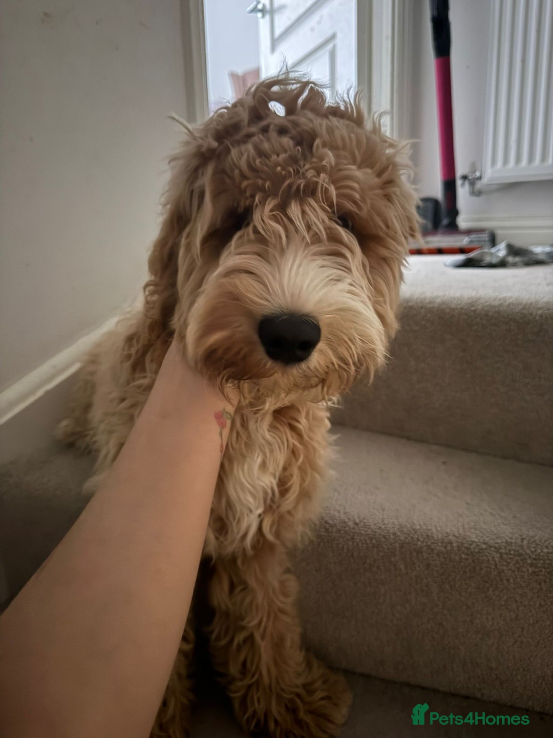 Cockapoo dogs for sale: 5 month old cockapoo  - Advert 1