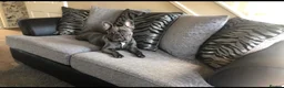 Mixed Breed dogs for sale: Dobbie and Ivy.  - Advert 6