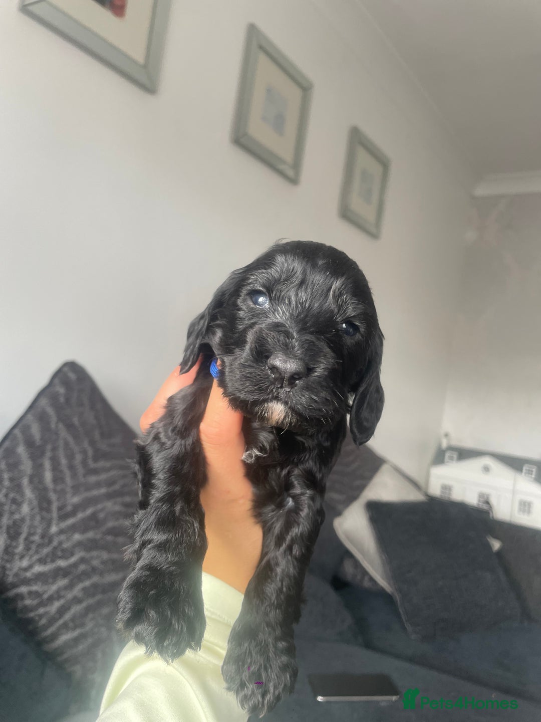 Cockapoo dogs for sale: Cockapoo fb1 puppy’s  - Image 6