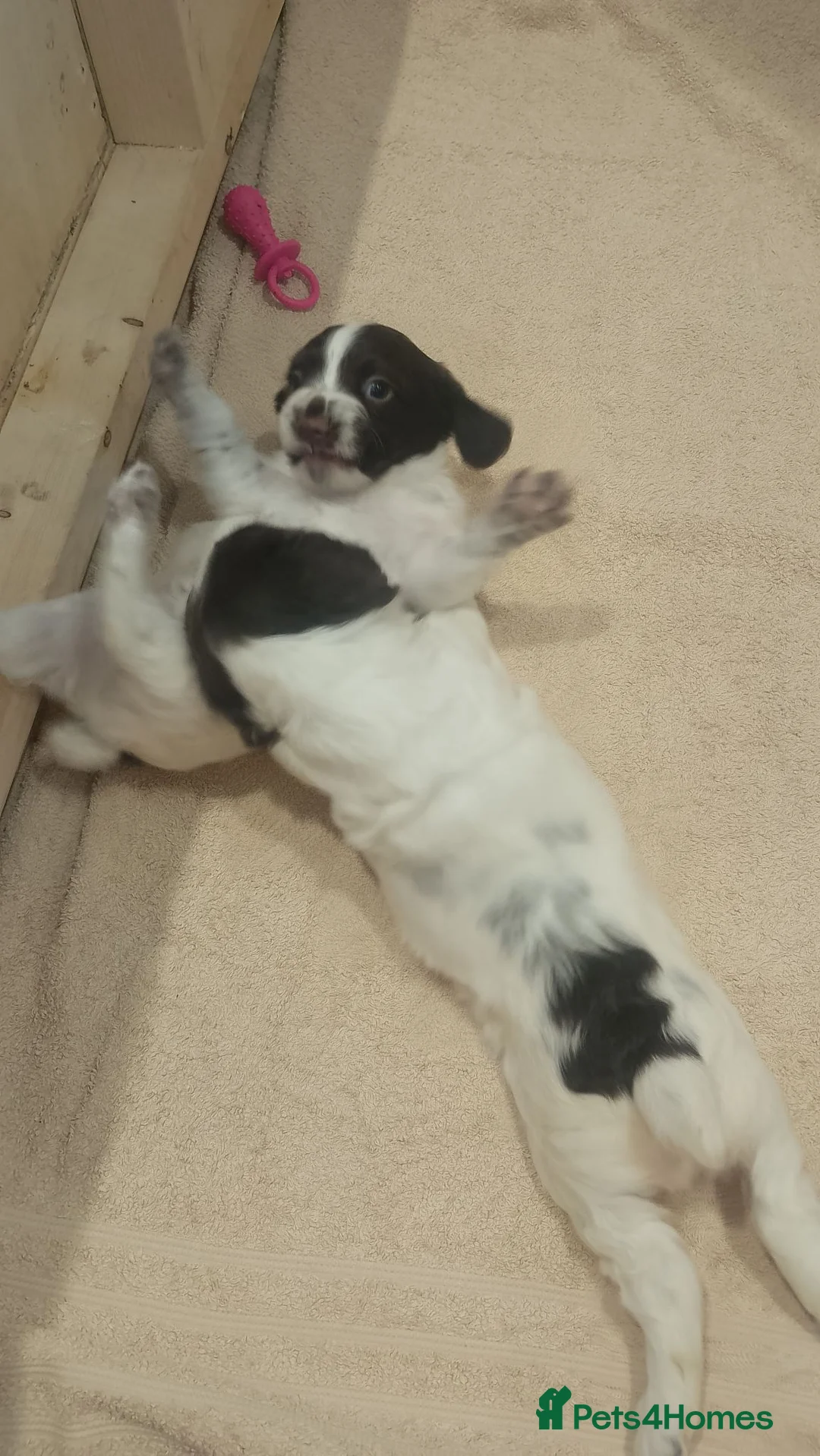 English Springer Spaniel dogs for sale: Liver and white springer spaniel bitch pup in Ilminster - Advert 5