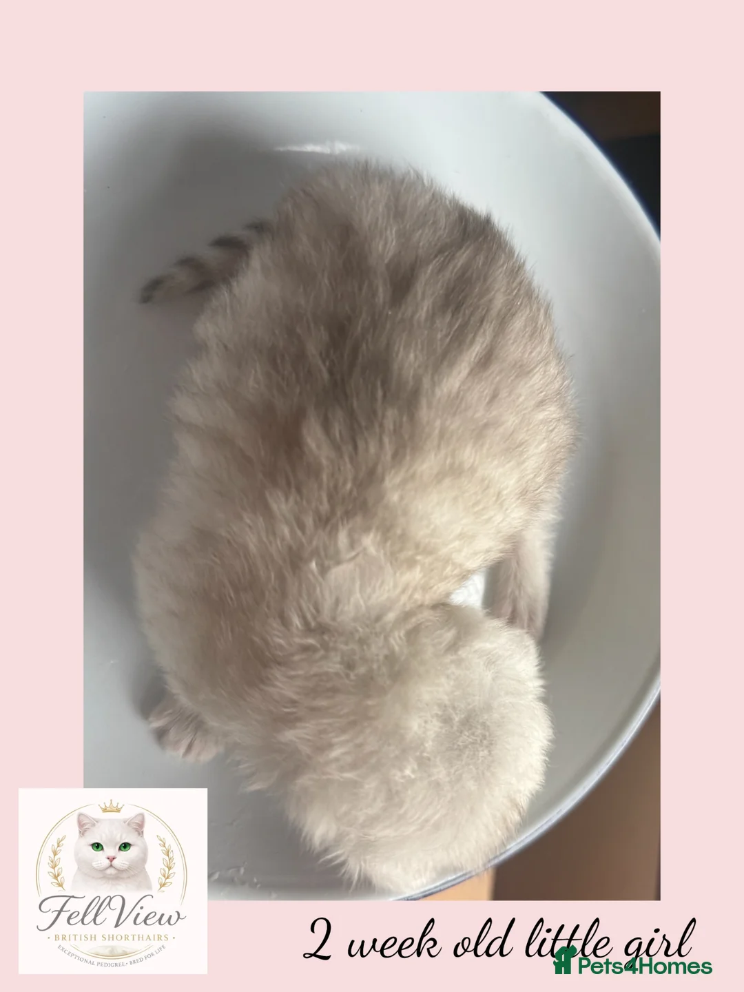 British Longhair cats for sale: Stunning Silver Tipped Longhair Kittens - Advert 2