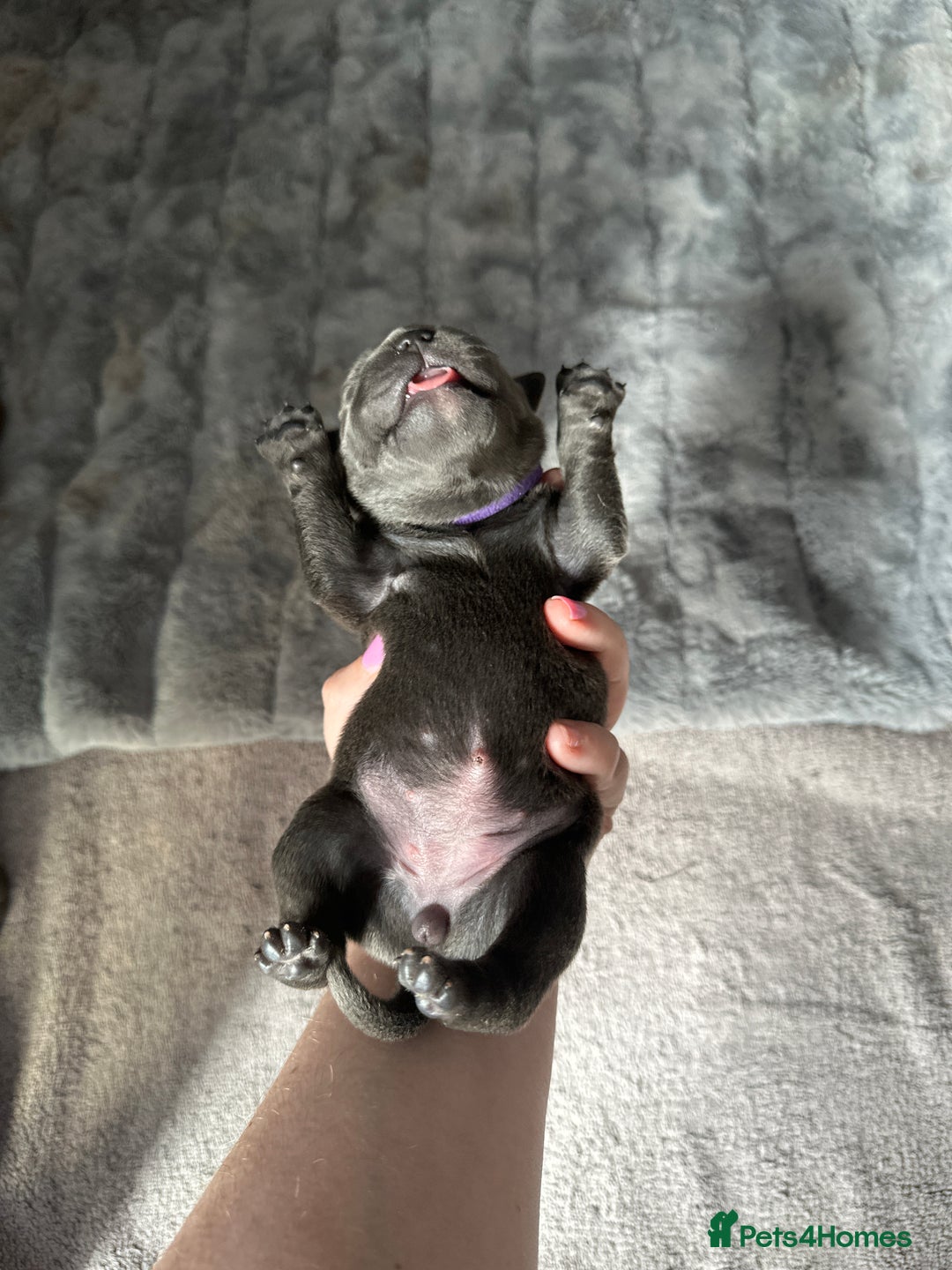 Staffordshire Bull Terrier dogs for sale: Quality Blue Staffies - Image 21