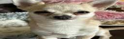 Chihuahua dogs for stud: Stud  - Advert 5