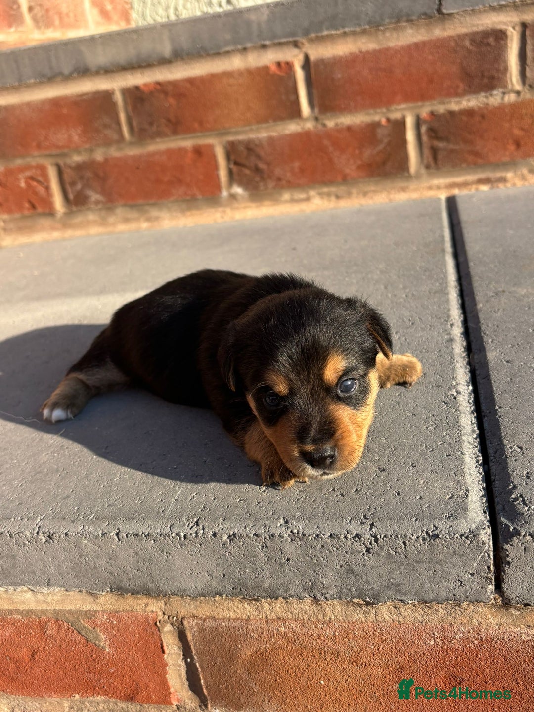 Jack Russell dogs for sale: Jack russells puppies  - Image 1