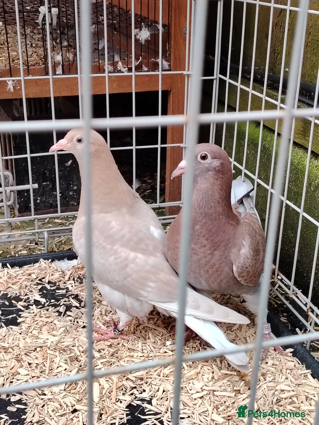 Pigeons birds for sale: Racing pigeon for sale  in Manchester - Advert 1