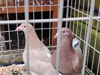 Pigeons birds Racing pigeon for sale - Advert 1