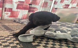 Cocker Spaniel dogs for sale: Cocker spaniel puppies  - Image 8