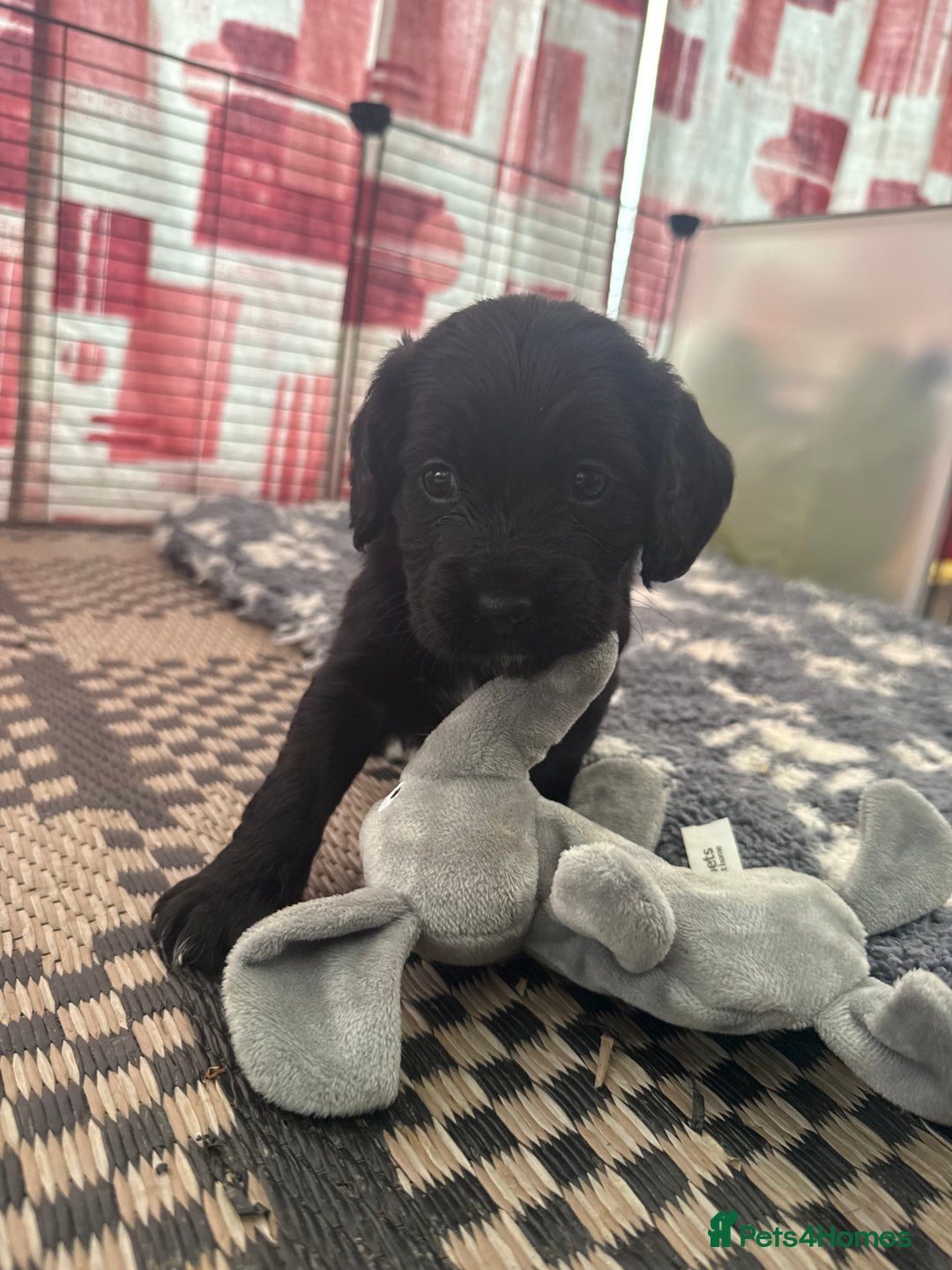 Cocker Spaniel dogs for sale: Cocker spaniel puppies  - Image 8