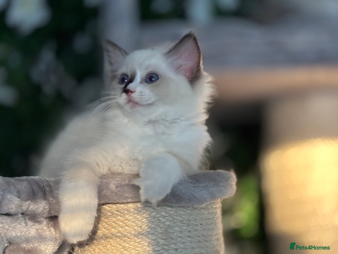 Ragdoll cats for sale: TICA, DNA tested, 5 gen pedigree  - Image 12