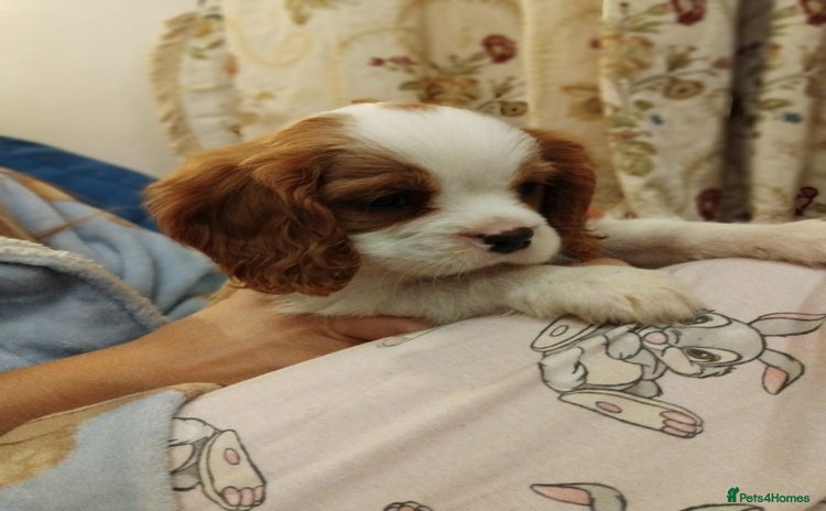 Cavalier King Charles Spaniel dogs - Advert 15