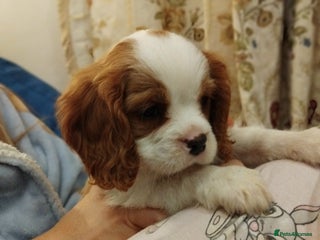 Cavalier King Charles Spaniel dogs - Advert 25