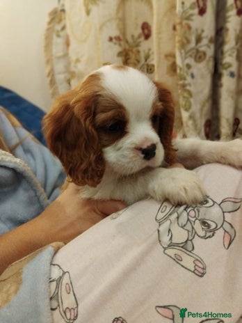 Cavalier King Charles Spaniel dogs - Advert 15
