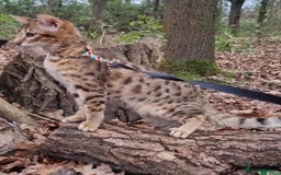 Savannah cats for sale: KIWANGA PEDIGREE F3 SAVANNAH KITTENS  - Image 16