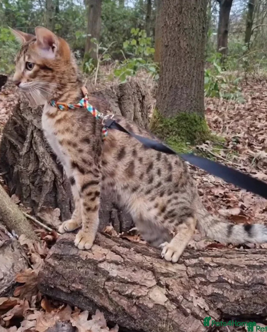 Savannah cats for sale: KIWANGA PEDIGREE F3 SAVANNAH KITTENS  - Image 16