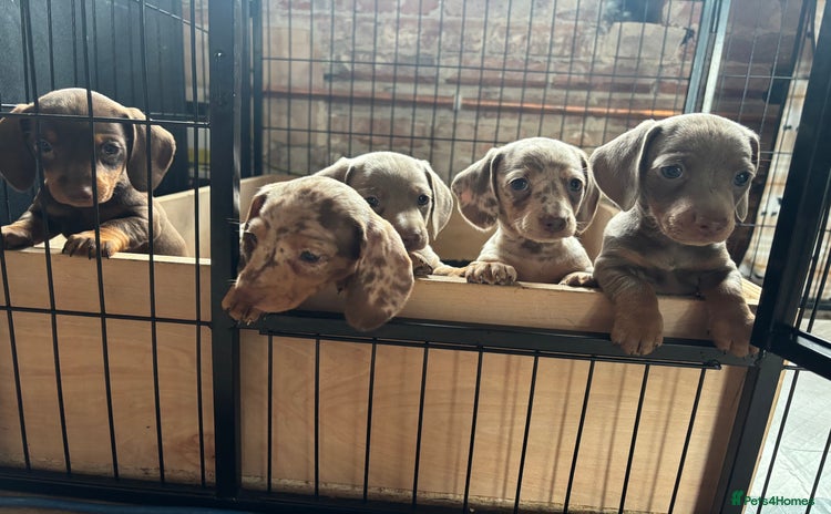 Miniature Dachshund dogs - Advert 15